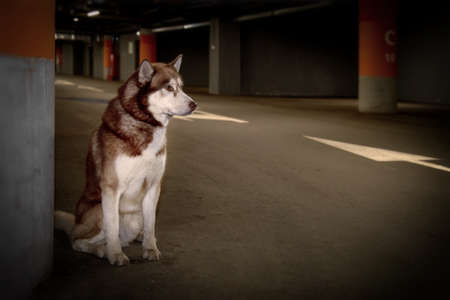 Lost abandoned husky dog. Sad siberian husky dog is sitting alone in the underground parking. Copy spaceの写真素材