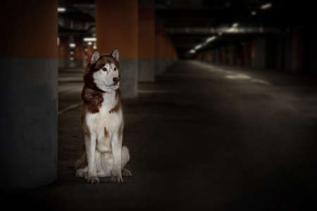 Lost abandoned dog. Sad husky dog is sitting alone in the parking lotの写真素材