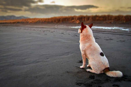 White dog on the evening beach with black sand. Copy space.の写真素材
