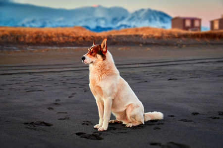 White stern dog sits on an autumn ocean beach with black sand in the rays of cool sunset against the backdrop of snow-capped mountains. Kamchatka.の写真素材