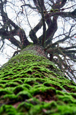 An old big oak tree, the trunk covered with green moss. Bottom view.の写真素材