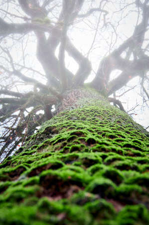 An old big oak tree in fog, the trunk covered with green moss. Bottom view.の写真素材