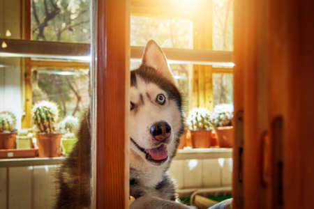 Husky dog looks out the window and smiles.の写真素材