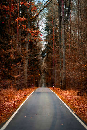 Empty asphalt road in the autumn forest.の写真素材