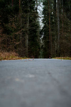 Asphalt road in the autumn dark forest.の写真素材