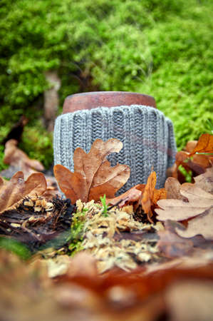 Clay mug in woolen cover stands in the autumn foliage in sunny beautiful forest. Background of green mossの写真素材