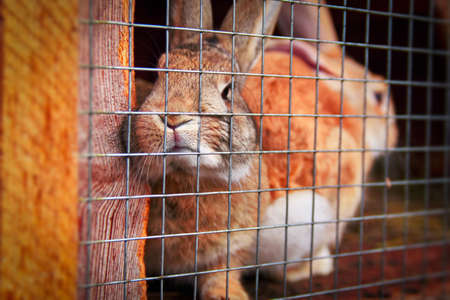 Rabbits in an aviary cage on a village farmの写真素材