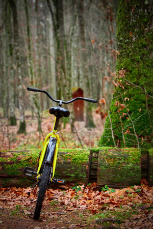 Bike line on the road in the autumn park. Yellow bike stands on the side of a bike path in the autumn forestの写真素材