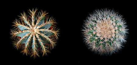 Two spiny cacti top view, isolated on black backgroundの写真素材