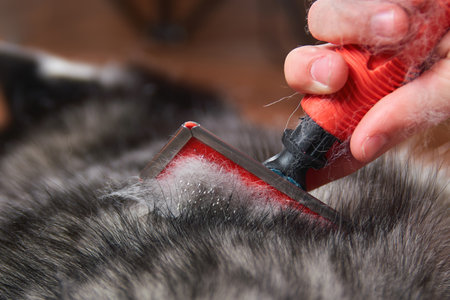 Combing the hair from the dog. Molting. Close up.の写真素材