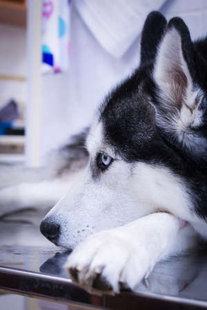 Husky dog in veterinary clinic. Sad dog is lying on the operating table.の写真素材