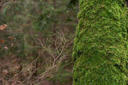 Tree trunk covered with green moss. Thick moss on an old tree. Copy spaceの写真素材
