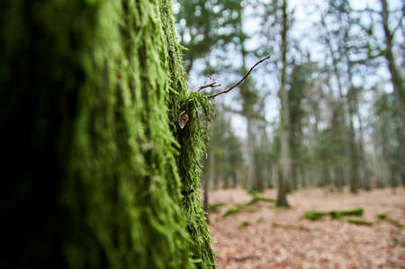 Tree trunk covered with green moss. Thick moss on an old treeの写真素材