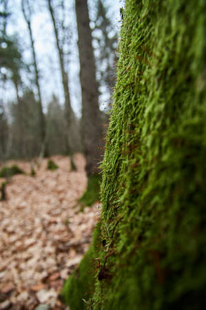 Tree trunk covered with green moss. Thick moss on an old treeの写真素材