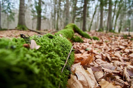 Tree trunk covered with green moss. Thick moss on an old treeの写真素材