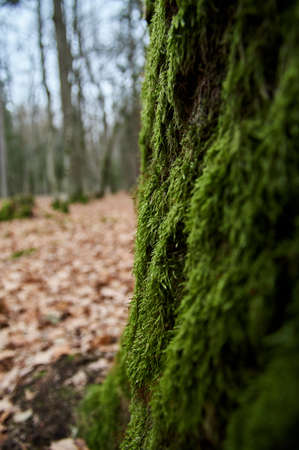 Tree trunk covered with green moss. Thick moss on an old treeの写真素材