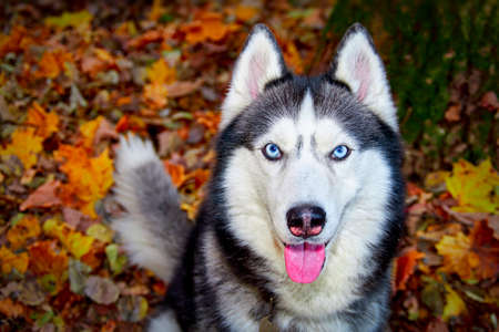 Husky dog in the autumn sunny park. Siberian husky dog stuck out tongue, smiling, friendlyの写真素材