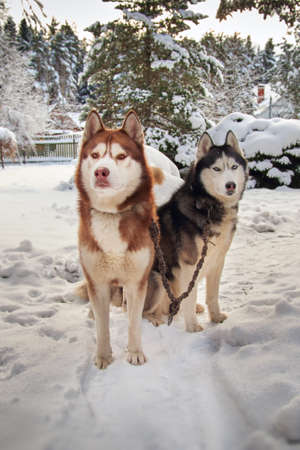 Two Siberian husky dogs on a walk in a winter snowy parkの写真素材