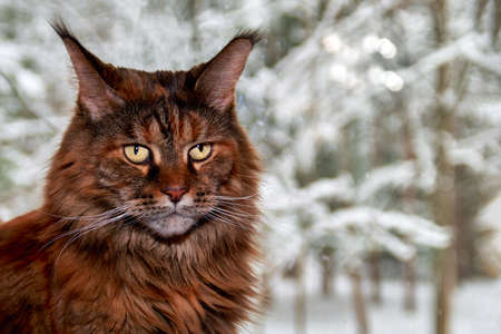 Cat Maine Coon, a Gentle Giant sits by the window with the winter landscapeの写真素材