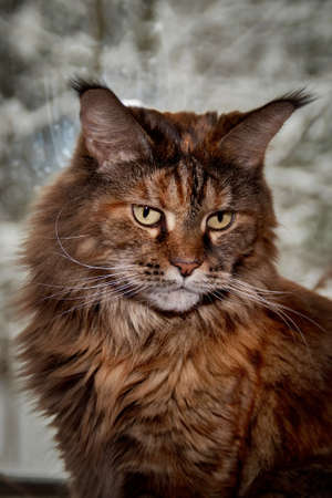 Cat Maine Coon, Giant cat sits by the window with the winter landscapeの写真素材