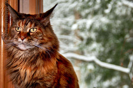 Cat Maine Coon, a Gentle Giant sits by the window with the winter landscapeの写真素材
