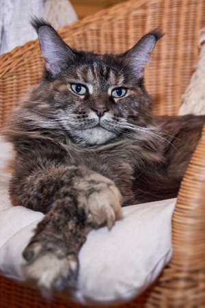 Close-up portrait of maine coon cat, front view.の写真素材