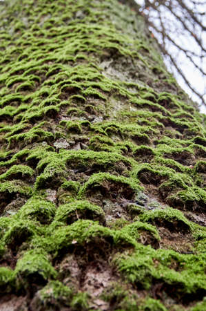 An old big oak tree, the trunk covered with green moss. Bottom viewの写真素材
