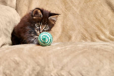 Small Maine Coon kitten is playing with ball. Copy space.の写真素材