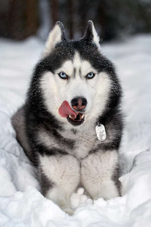 Siberian husky dog lies on the snow and licks noseの写真素材