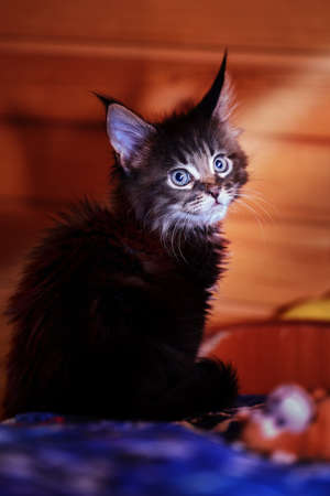 Portrait kitten with tassels on the ears, closeup.