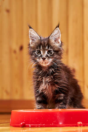 Maine Coon's little kitten is sitting by the bowl. Kitten's muzzle is stained with milk.の写真素材