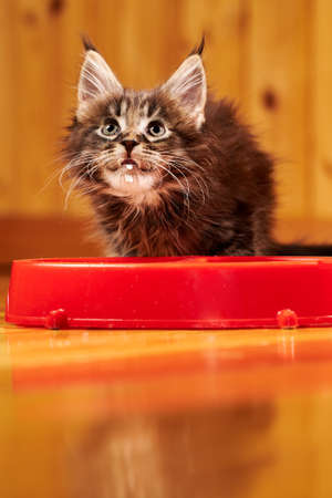 Maine Coon's little kitten is sitting by the bowl and looking up. Kitten's muzzle is stained with milk.の写真素材