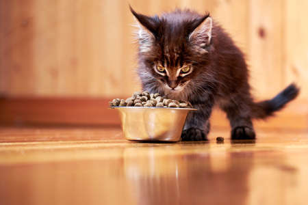 Kitten maine coon eats dry food from a metal bowl.の写真素材