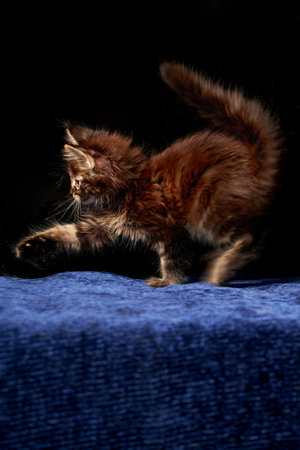 Maine coon's kitten is playingの写真素材
