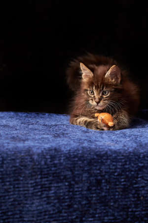 Beautiful portrait of maine coon kittenの写真素材