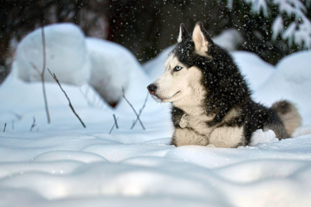 Husky dog lying in the snow. Siberian husky with blue eyes in winter forest