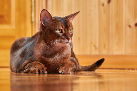 Close-up portrait cute Abyssinian catの写真素材