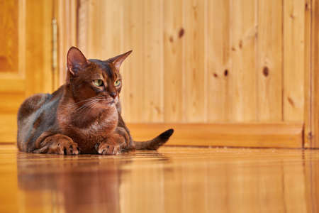 Close-up portrait cute Abyssinian cat, copy space.の写真素材