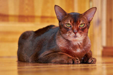 Close-up portrait cute Abyssinian cat.の写真素材