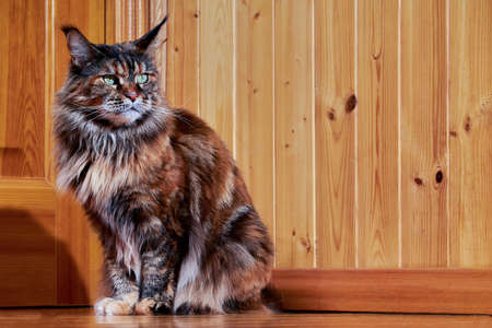 Maine Coon cat on the wooden backgrounds in the house.の写真素材