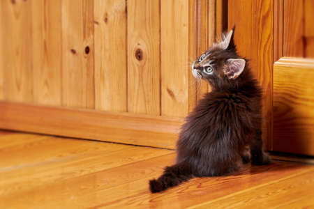 Maine Coon kitten with tassels on ears. Kitten turned around sitting by the doorの写真素材