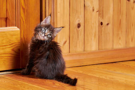 Maine Coon kitten with tassels on ears. Kitten turned around sitting by the doorの写真素材