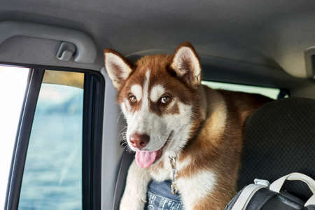 Cute red Siberian husky puppy is traveling in a car.の写真素材
