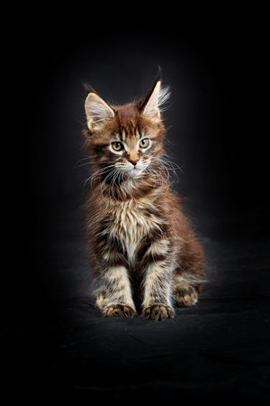 Maine Coon's gorgeous kitten on black background, studio portraitの写真素材