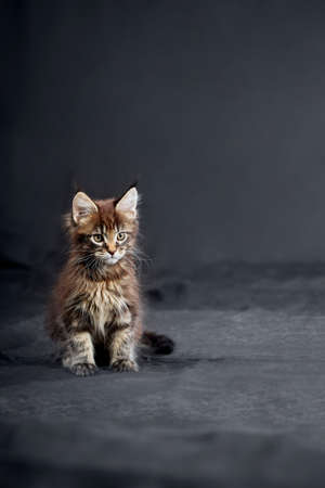 Maine Coon's gorgeous kitten on dark background, studio portraitの写真素材