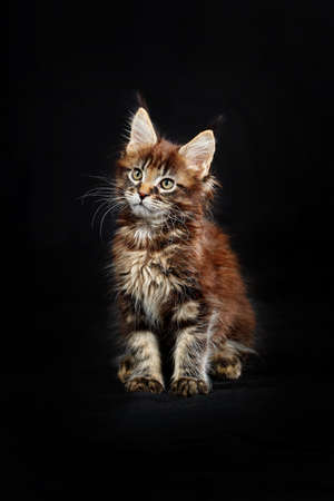 Maine Coon's gorgeous kitten on black background, studio portraitの写真素材