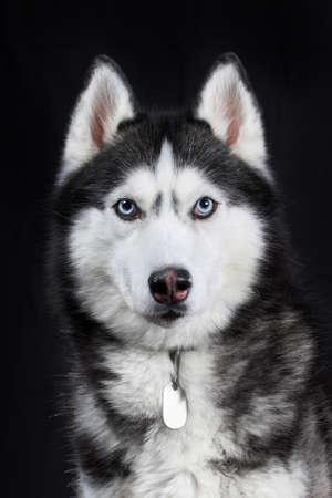 Portrait blue eyed beautiful Siberian Husky dog isolated on black backgroundの写真素材