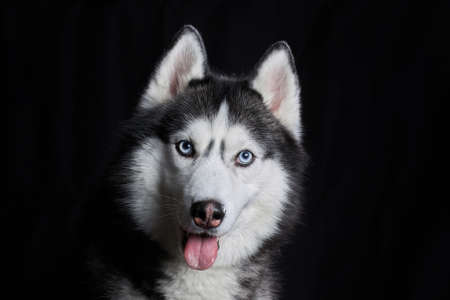 Siberian husky dog face on black backgroundの写真素材