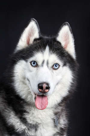 Close-up Head of Siberian Husky Dog with blue eyes on Isolated Black Background, Front viewの写真素材
