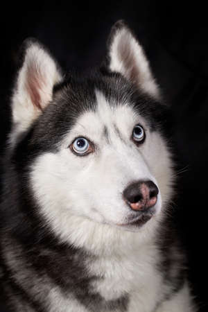 Siberian husky dog face on black backgroundの写真素材